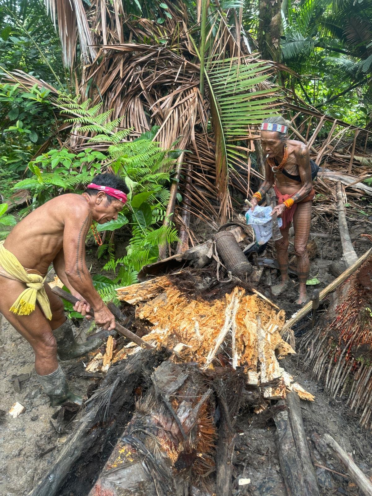 Proses Ekstraksi Sagu Hutan